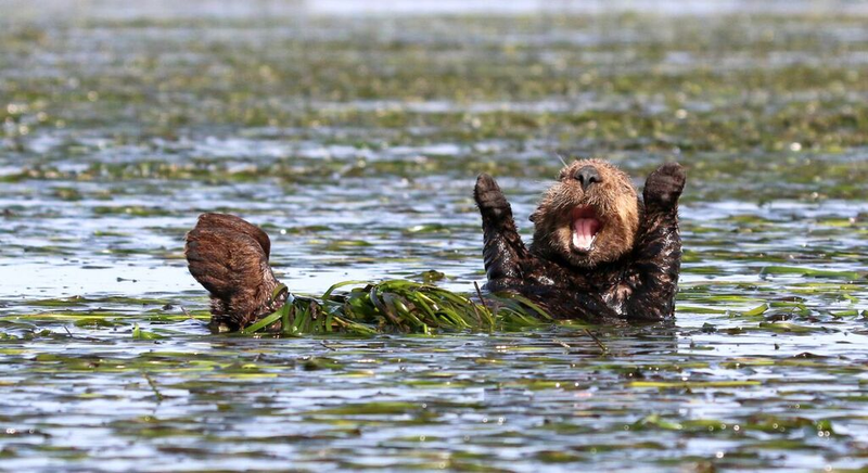 Image: Penny Palmer/Comedy Wildlife Photo Awards